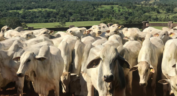 Governo beneficia mais de 10 mil produtores rurais com perdão de multas